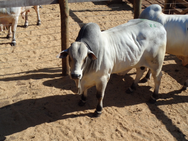 lote-026-Jathadu-Arroio-x-Mujhara-Arroio-do-criador-Francisco-Jose-de-Carvalho-Neto