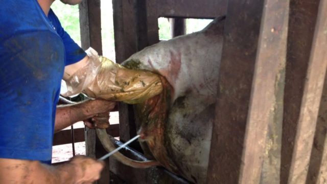 inseminação artificial inseminação artificial