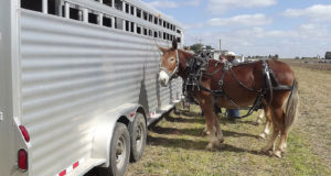 os-cuidados-necessarios-para-transportar-cavalos-em-viagens