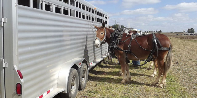 os-cuidados-necessarios-para-transportar-cavalos-em-viagens os-cuidados-necessarios-para-transportar-cavalos-em-viagens