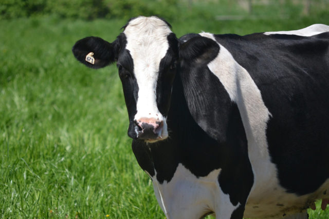 vaca-holandesa vaca-holandesa