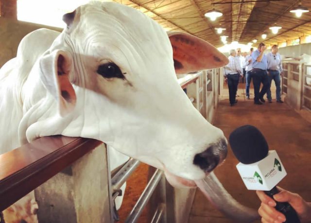 vaca-nelore-querendo-falar-ao-microfone vaca-nelore-querendo-falar-ao-microfone