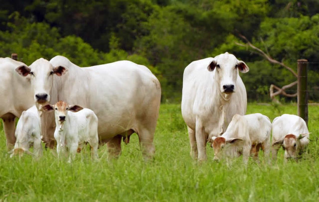 vacas-com-bezerros-ao-pe-pastando vacas-com-bezerros-ao-pe-pastando