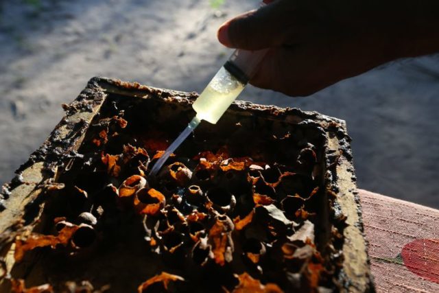 Comunidade Anã - O meliponicultor Alvair Godinho Biriba Comunidade Anã - O meliponicultor Alvair Godinho Biriba