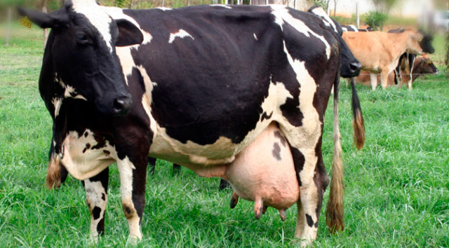 vaca de leite vaca de leite