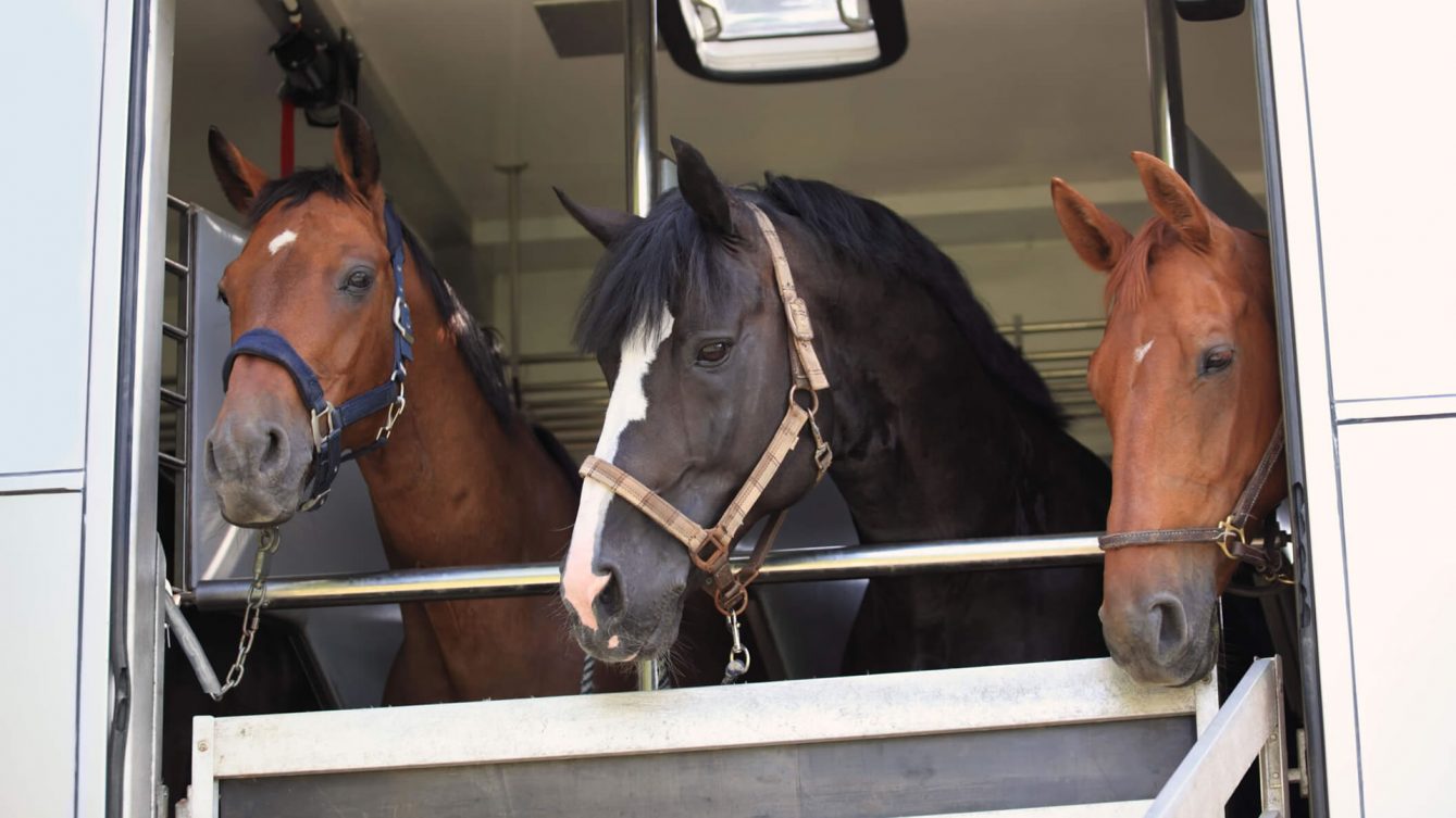 5-dicas-de-seguranca-para-cavalos-de-transporte-multicavalos-2