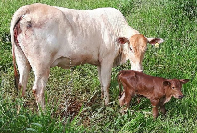vaca com bezerro vaca com bezerro