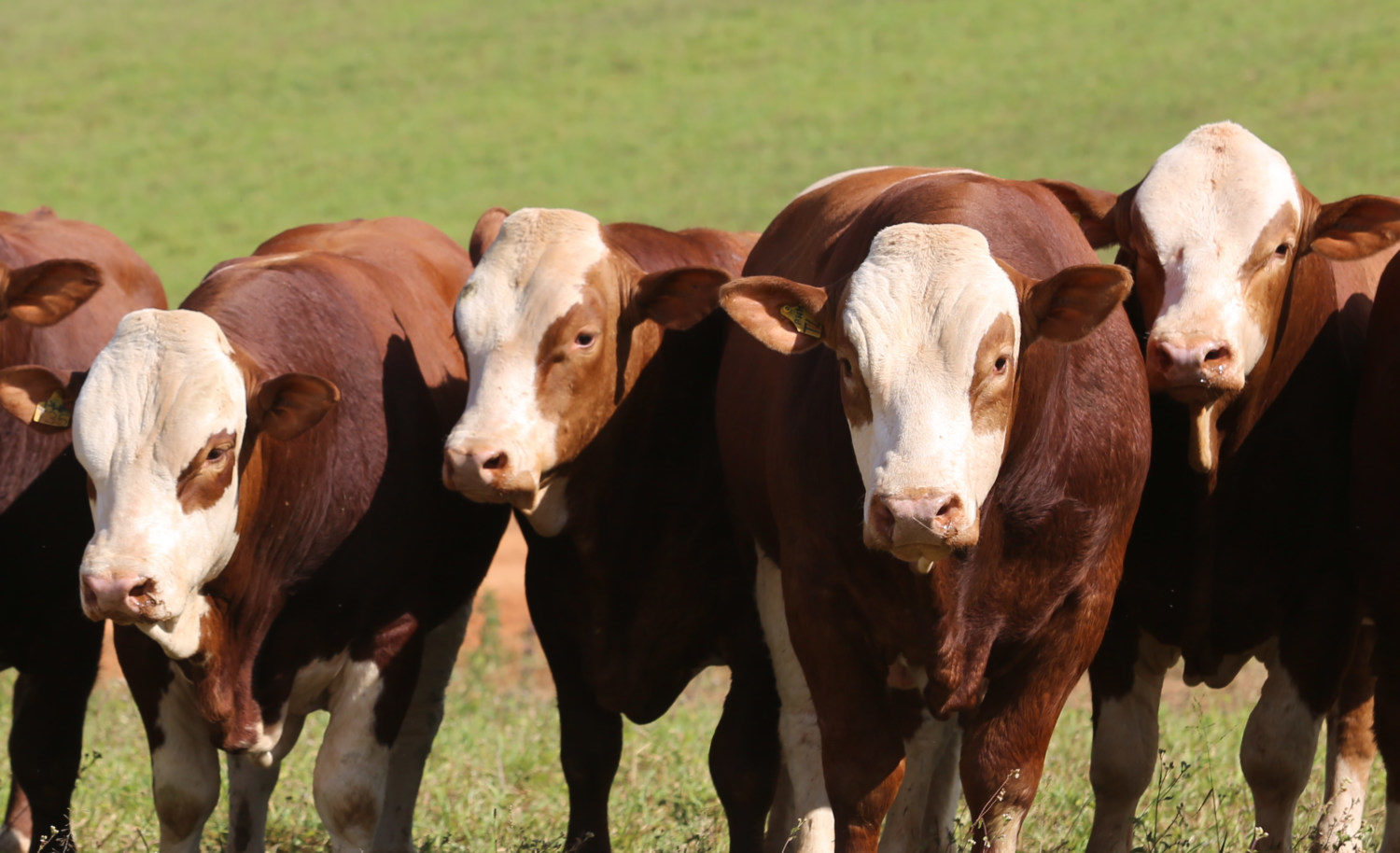 Animais-da-raca-simental-da-Casa-Branca-Agropastoril