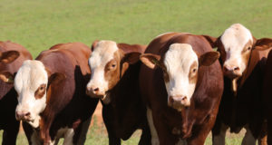 Animais-da-raca-simental-da-Casa-Branca-Agropastoril