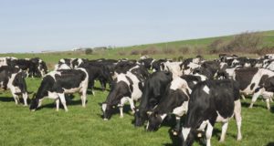 leite vacas holandes