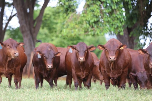 fábrica de touros senepol fábrica de touros senepol