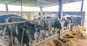 Cresce-uso-de-sêmen-de-raças-de-corte-em-vacas-leiteiras