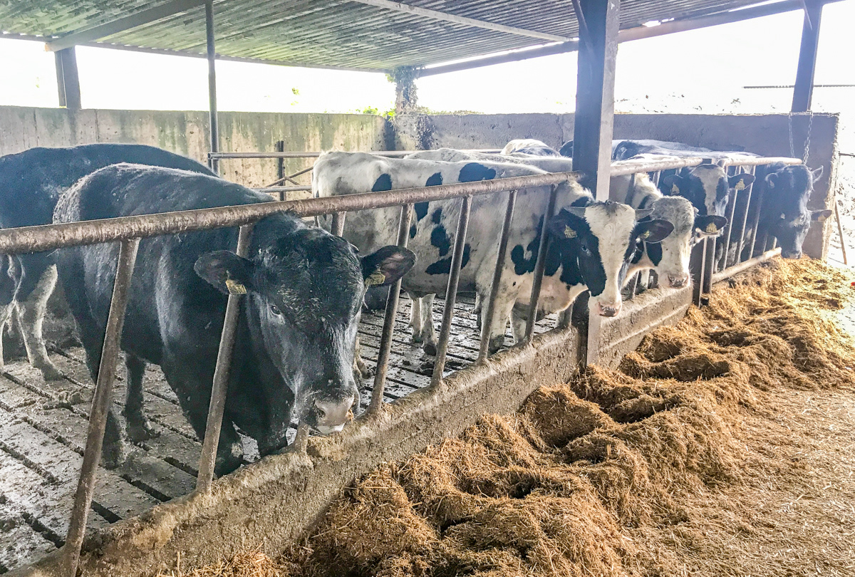 Cresce-uso-de-sêmen-de-raças-de-corte-em-vacas-leiteiras