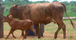 Cruzamento-Industrial-–-F1-e-sua-Cria