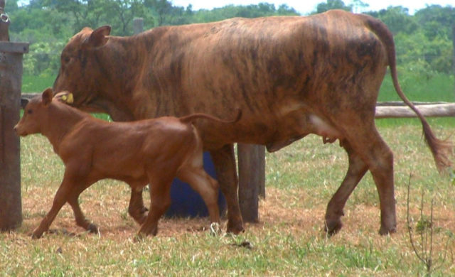 Cruzamento-Industrial-–-F1-e-sua-Cria Cruzamento-Industrial-–-F1-e-sua-Cria