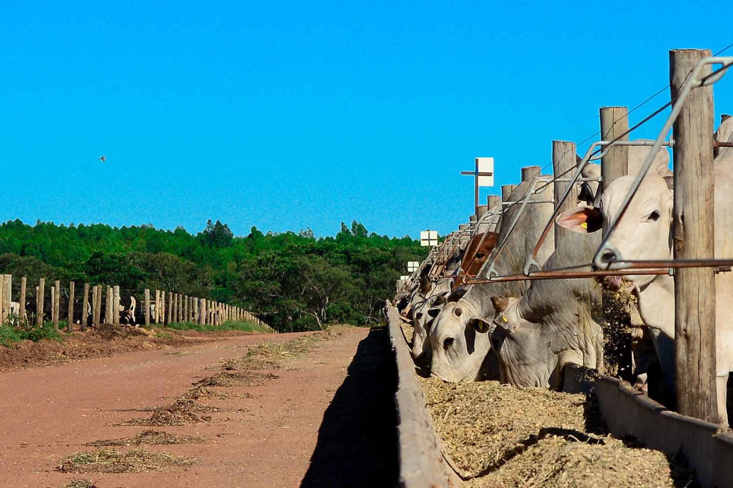 Confinamento boitel VFL Brasil