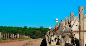 Confinamento boitel VFL Brasil