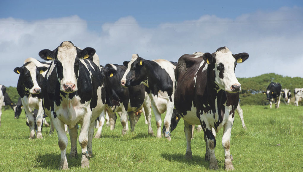 leite vacas holandes