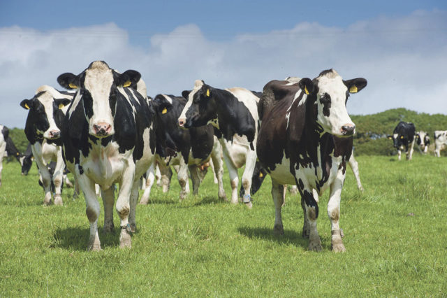 leite vacas holandes leite vacas holandes