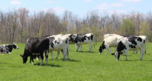 leite vacas holandes