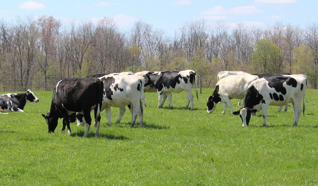 leite vacas holandes