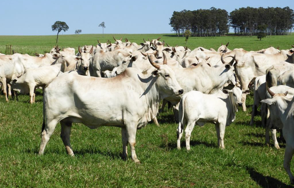 Maragogipe-adquire-rebanho-com-genetica-Jacarezinho