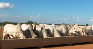 Confinamento Boitel VFL Brasil
