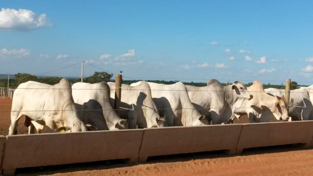 Confinamento Boitel VFL Brasil Confinamento Boitel VFL Brasil