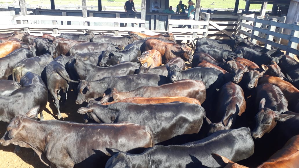 lote-de-bezerros-castrados-ao-nascimento