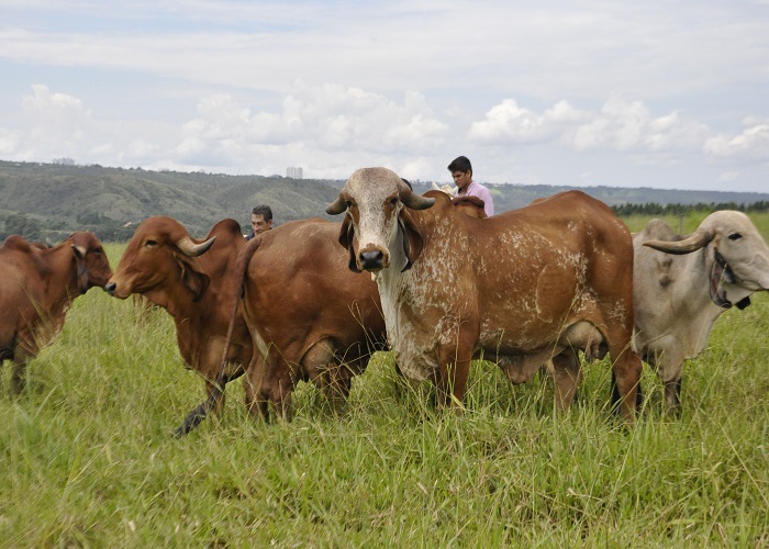 novilhas gir leite