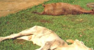 raiva bovina