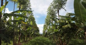 Na Fazenda Amigos do Cerrado, sistema agroflorestal tem contribuído para manter o solo equilibrado.