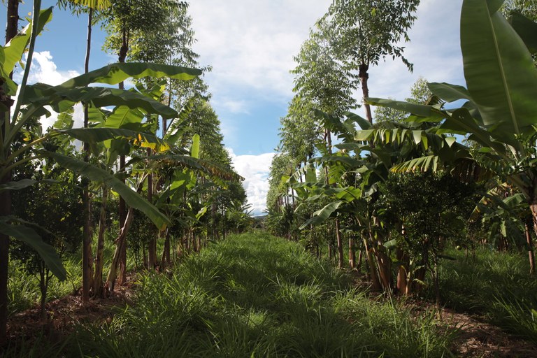 Na Fazenda Amigos do Cerrado, sistema agroflorestal tem contribuído para manter o solo equilibrado.