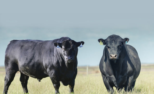 comparacao-touros-angus comparacao-touros-angus
