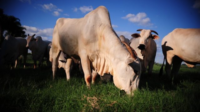 vacas nelore pastando vacas nelore pastando