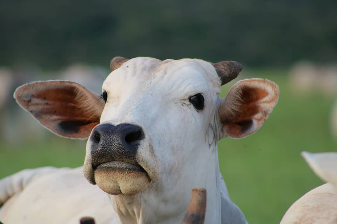 fazenda-diamante-verde-gado-nelore-3-sentinela