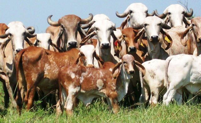 gado-gir-leiteiro gado-gir-leiteiro