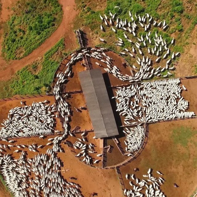 gado-no-curral-foto-de-drone gado-no-curral-foto-de-drone