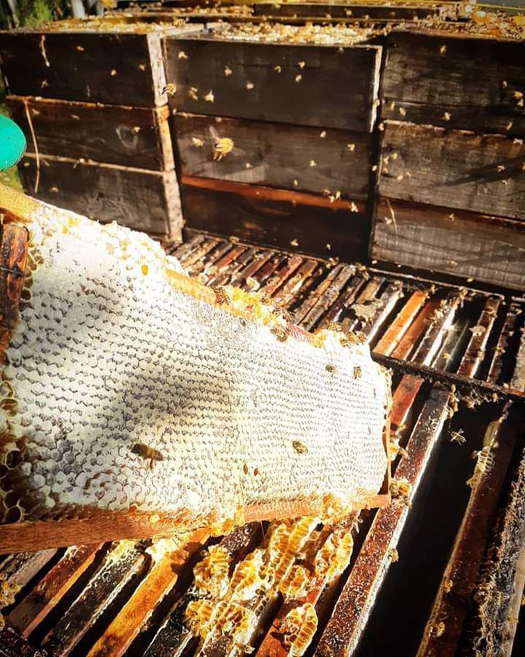 Colmeia saudável, com abelhas produzindo - Aldo Machado dos Santos/Direitos Reservados