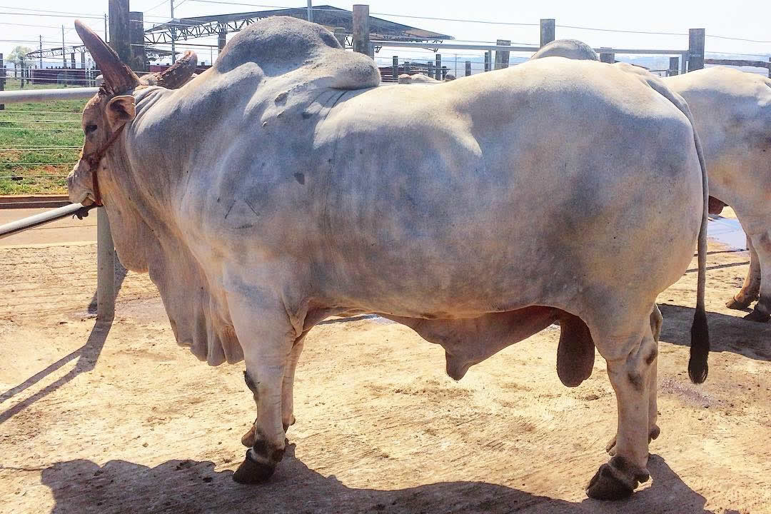 litio-aj-agropecuaria-jacarezinho