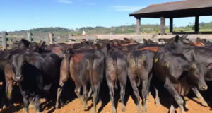 lote-de-bezerros-castrados-ao-nascimento