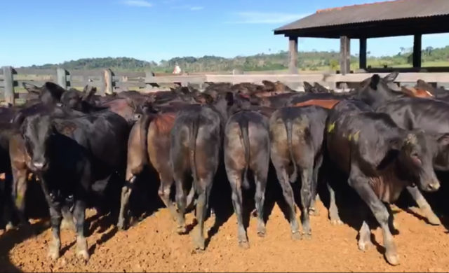 lote-de-bezerros-castrados-ao-nascimento lote-de-bezerros-castrados-ao-nascimento