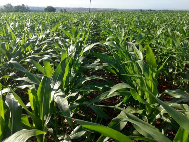 milho-cultivado-com-brachiaria milho-cultivado-com-brachiaria