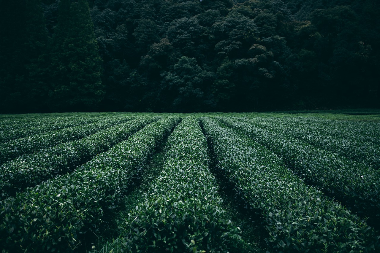 plantacao-de-cha