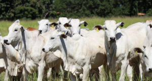 precocinhas-do-grupo-rezende-lote