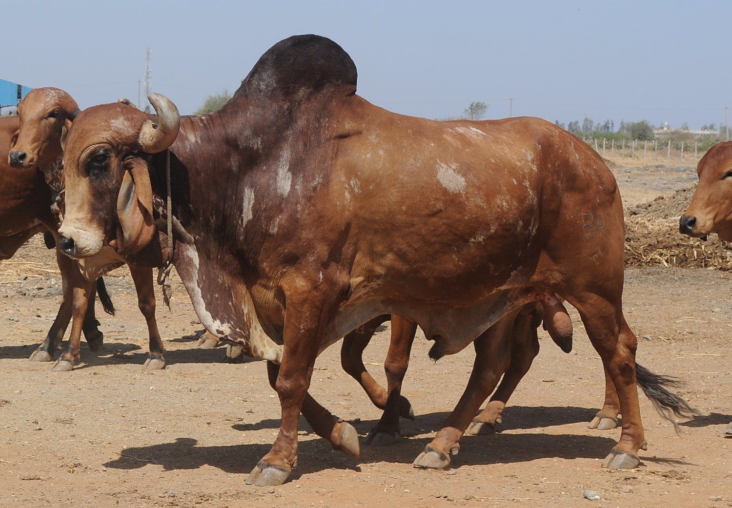 touro-gir-na-india