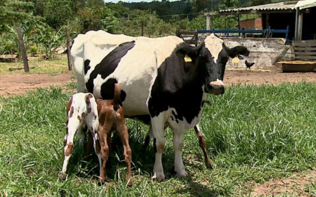 vaca vaca