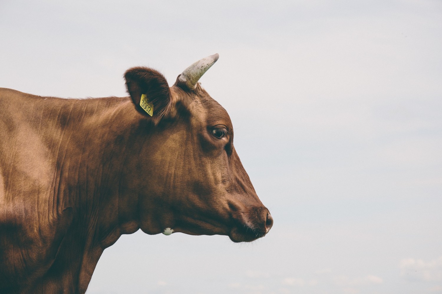 vaca-solitaria-sozinha