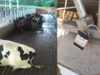 vacas-morrem-eletrocutadas
