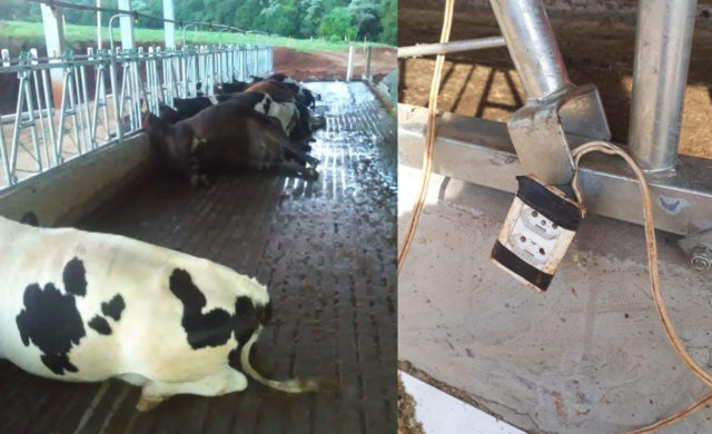 vacas-morrem-eletrocutadas vacas-morrem-eletrocutadas
